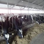 Kazachstan, DFP 1100 cows