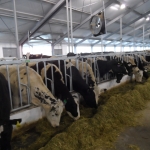 Kazachstan, DFP 500 cows