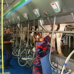 Uzbekistan, DFP 500 cows