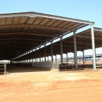 Судан, молочна ферма на 1200 корів